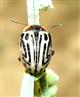  Zygogramma bicolorata